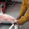 Video: Man cuts open shark and what comes out is shocking