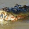 Australian teen ‘punches crocodile’ in head during late night swim, escapes