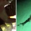 Video: Drunken man jumping into pool full of sharks will freak you out