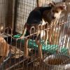 Rescued from slaughter, 46 dogs flown from South Korea to New York