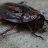 Cockroach 'milk' may soon be available as a health food supplement