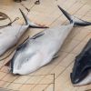 Japan kills 333 whales in annual Antarctic hunt