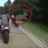 Video: Deer shocks biker by jumping over him to cross road