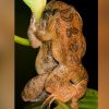 The Kamasutra, froggy style