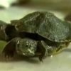 Video: Bizarre turtle with two heads and six legs discovered in China