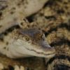 Baby crocodile found in suburban Australia returned to zoo