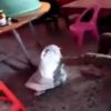 China: Video shows grandmom, aunt kick, stuff girl in sack to teach her lesson