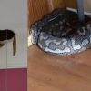 Massive snake falls through big hole in roof in Australia