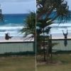 Video: Excited dog somersaulting over fence will make you fall in love with animals