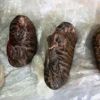 Wildlife trafficker caught with frozen tiger cubs, arrested