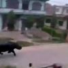 Video: Terrifying scenes as rhino goes on rampage in streets of Nepal