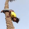 Video: Haryana construction worker climbs 70 ft tree upside down