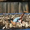 Video: Man jumping into 1000 mousetraps is the craziest thing you will see today