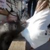 Video: Sea lion drags shocked girl into water by her dress