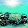Watch corals without diving