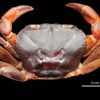 New genus of freshwater crabs discovered in Kerala