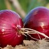 Red onions can help fight against cancer: study