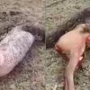 Video: Footage of python regurgitating an entire deer will freak you out