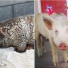 Dying piglet’s miraculous transformation will leave you mushy
