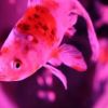 Japanese artist uses goldfish to create stunning visual art