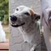 Ten breeds of dogs best suited for city living