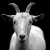 Irish town crowns a goat its king