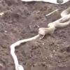 Video: Farmer helps cobra spit out another snake which was making it sick