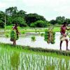 Paddy farmers look to aquaculture for profits in West Godavari