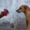 Fighter Cock! This fight between a dog and a rooster ended hilariously
