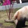Panda-monium! Toronto Zoo releases hilarious footage of falling giant panda cubs
