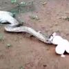 Video: Cobra throws up six eggs after swallowing seven