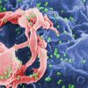 Scientists discover how HIV hacks cells, may help creating cure