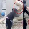 Chinese man beats his pet dog to death, vows to eat it for losing a race