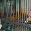 Hyderabad: Nehru Zoological Park animals get warm enclosures