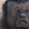 Video: Monkey with human-like face takes Chinese social media by storm