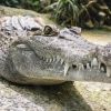 Drunken tourist has arm ripped off, head torn, after jumping into pool of crocodiles