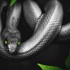 Snake massage, are you brave enough to try it?