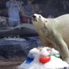 Singapore's Inuka, first polar bear born in tropics, dies at 27 in zoo