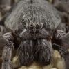 World's oldest spider discovered in Australia