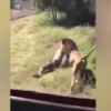 Watch: Terrifying moment man is attacked by lion in front of screaming onlookers