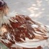 Chicken survives without head for a week after being decapitated