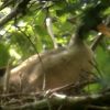 Rare breeding site of masked finfoot discovered in Cambodia