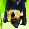 Nipah virus is fatal, it is carried to humans by fruit bats