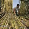 Govt may announce Rs 8,000 crore package to bail out sugar sector