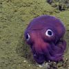 Video: This big-eyed squid looks more like a toy rather than an animal