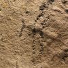 Earliest animal footprints found in China, says study