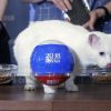 Paw-fect call! Psychic cat Achilles gets prediction spot on in FIFA World Cup opener