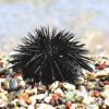 Sea urchins have low-resolution vision, but manage to fulfil basic needs: Study