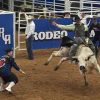 Bull rider died thrice in rodeo, doctor massaged heart back to life with bare hands