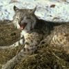 Grandmother kills rabies-infected bobcat with bare hands after it attacked her
